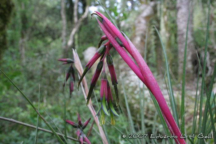 Billbergia nutans