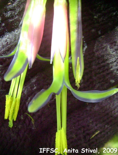 Billbergia nutans