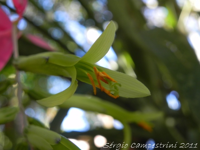 Billbergia nutans