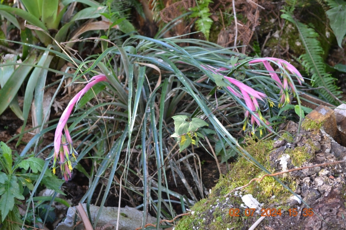 Billbergia nutans