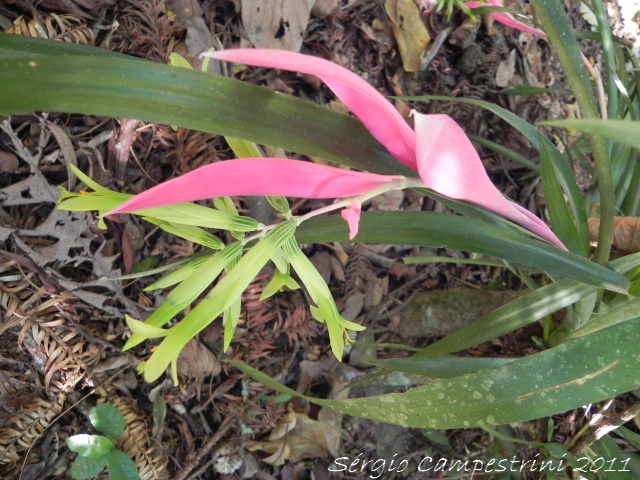 Billbergia nutans