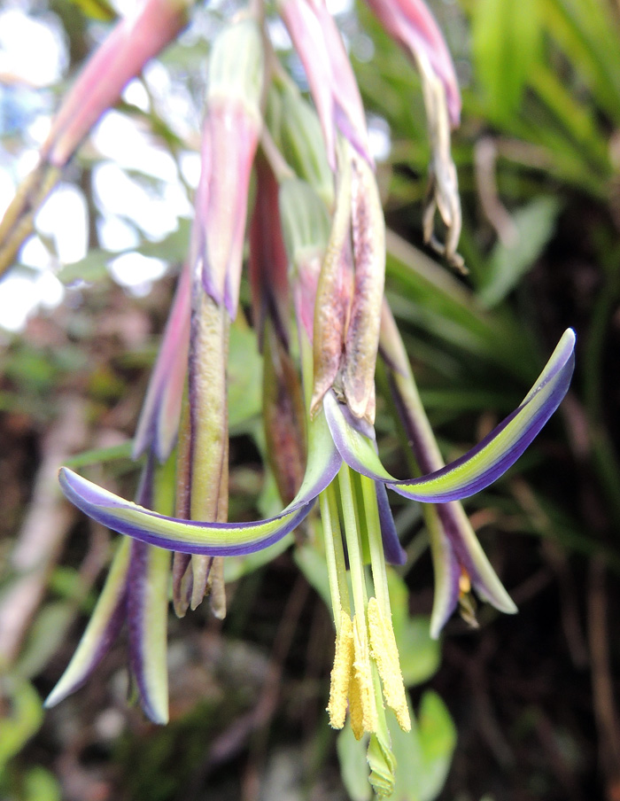 Billbergia nutans