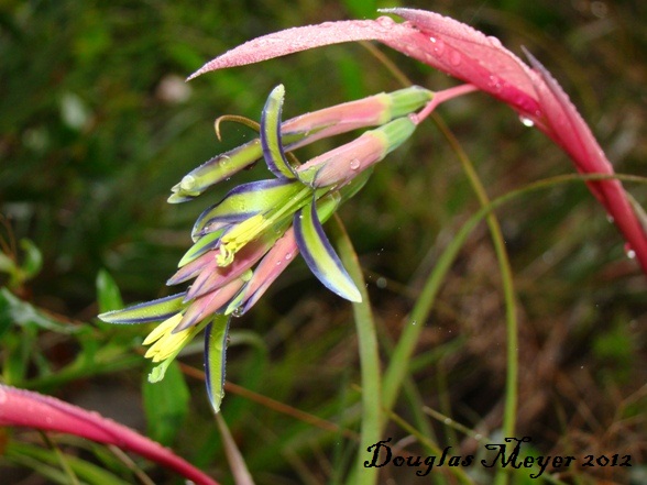 Billbergia nutans