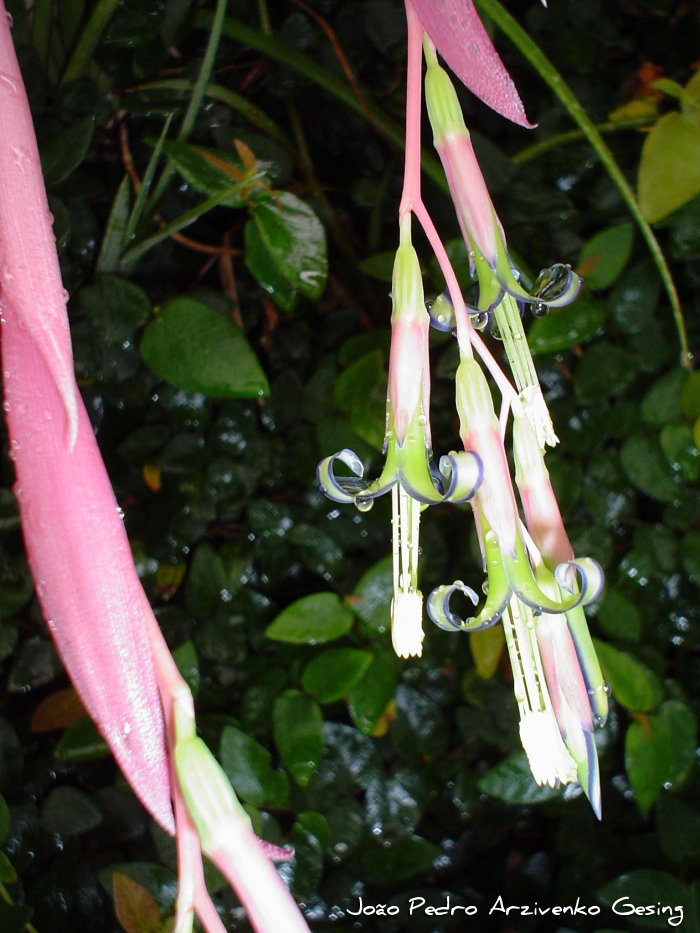 Billbergia nutans