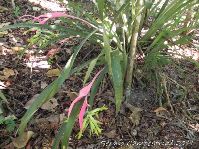 Billbergia nutans