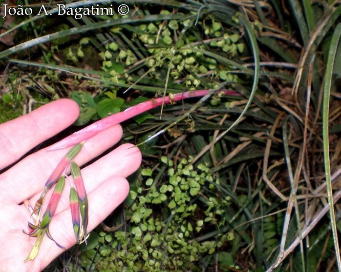 Billbergia nutans