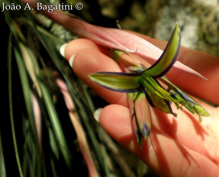 Billbergia nutans