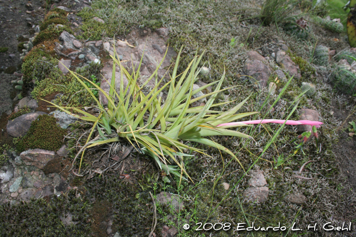 Billbergia nutans