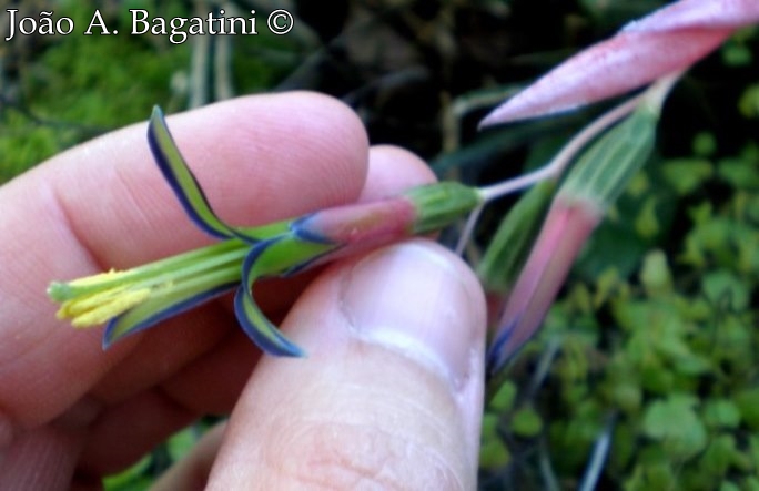 Billbergia nutans