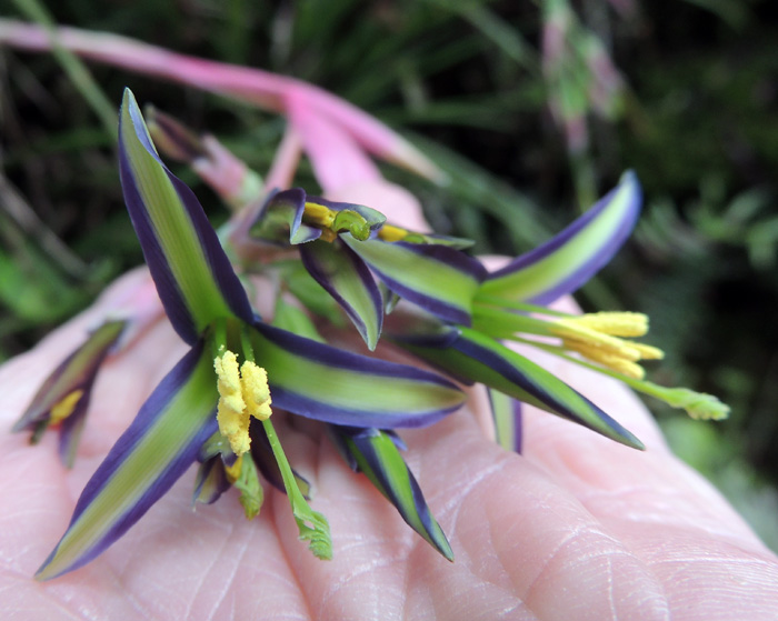 Billbergia nutans