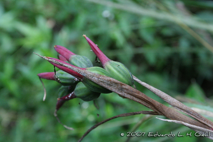 Billbergia nutans