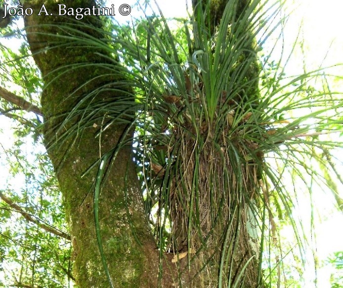 Billbergia nutans