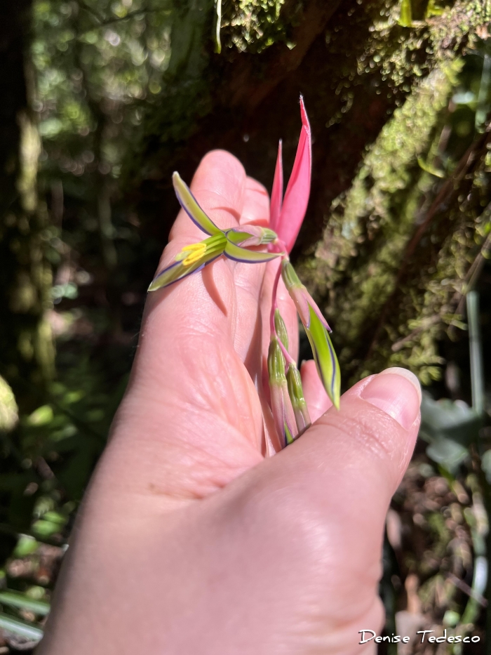 Billbergia nutans