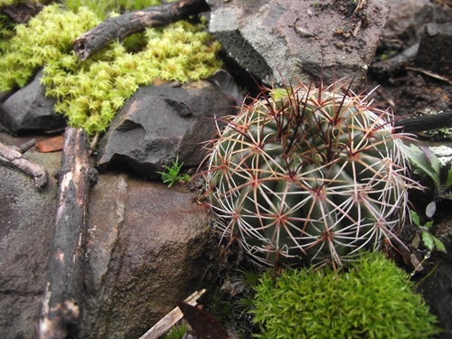 Parodia linkii