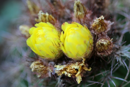 Parodia linkii