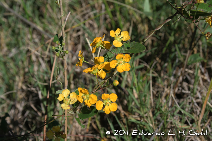 Janusia guaranitica