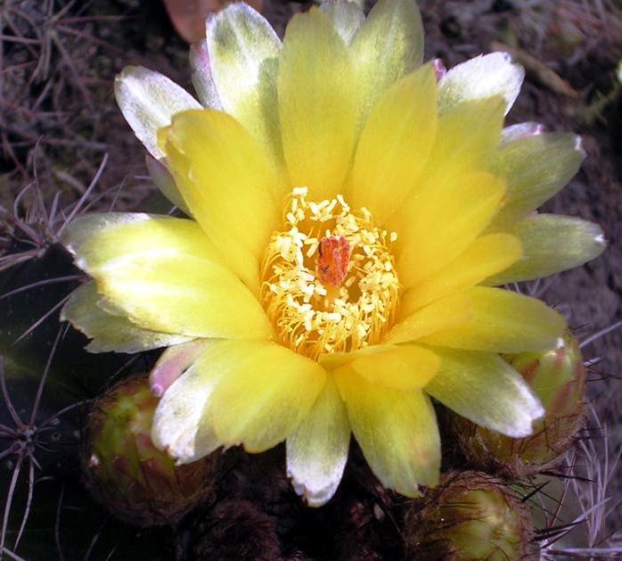 Parodia linkii