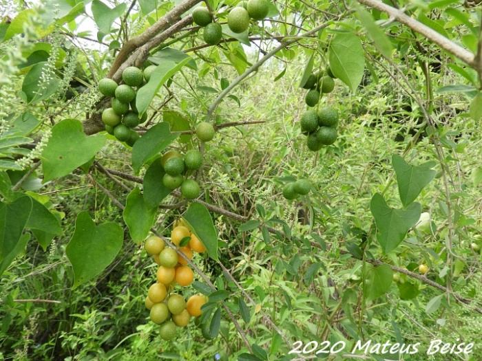 Odontocarya acuparata