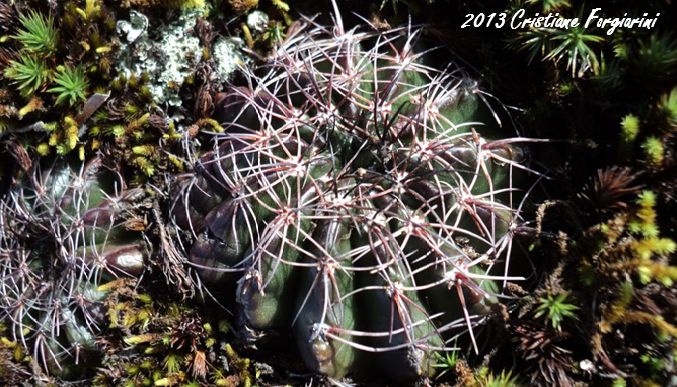 Parodia linkii
