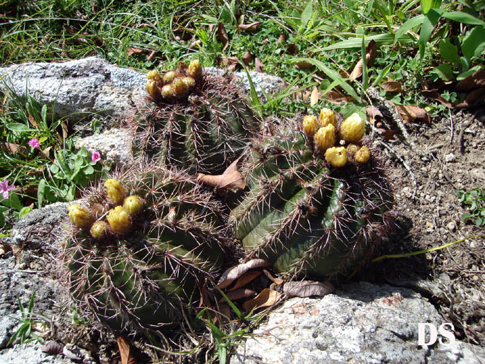 Parodia linkii