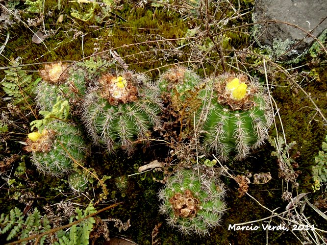 Parodia linkii