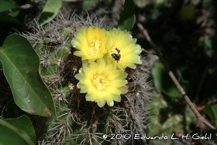 Parodia linkii