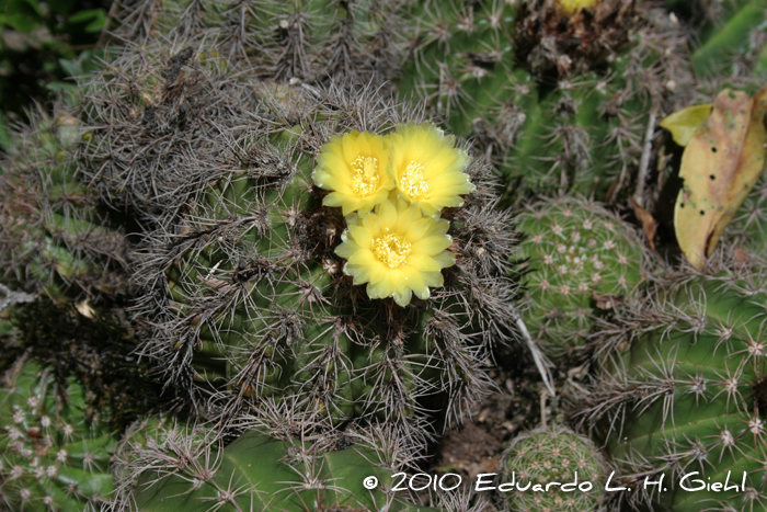 Parodia linkii