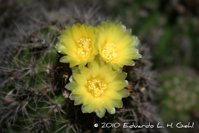 Parodia linkii