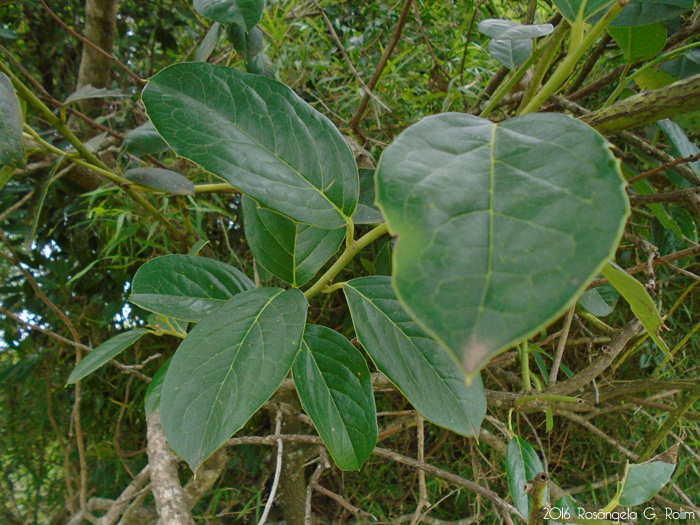 Citronella gongonha