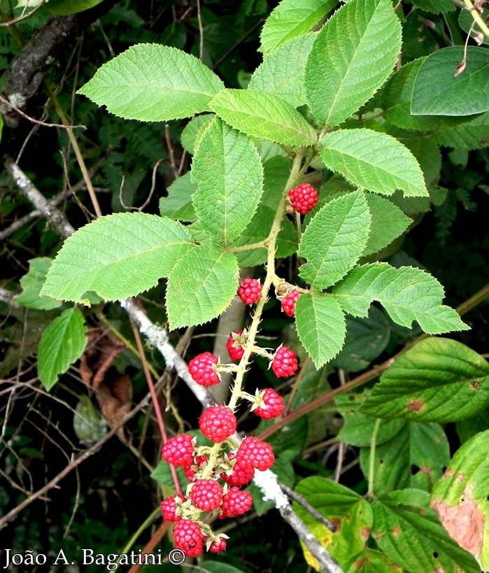 Rubus brasiliensis