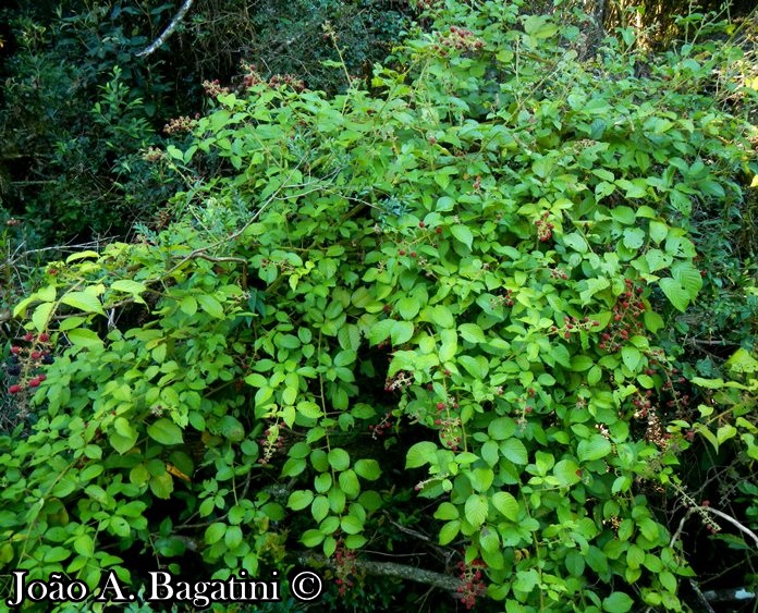 Rubus brasiliensis