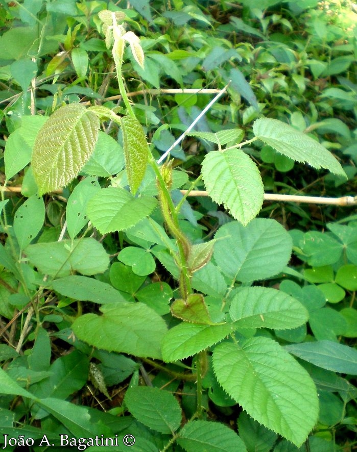 Rubus brasiliensis