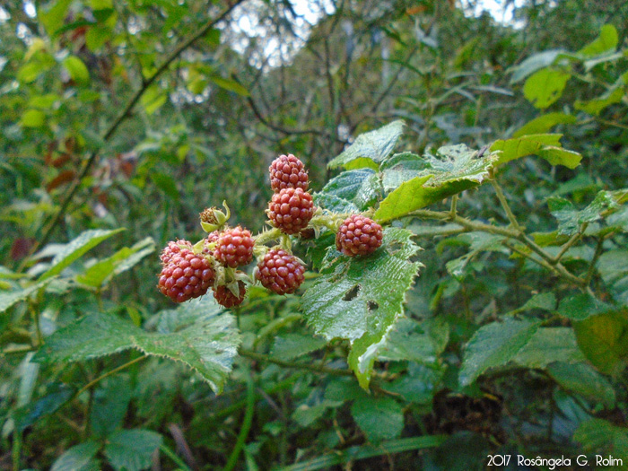 Rubus brasiliensis