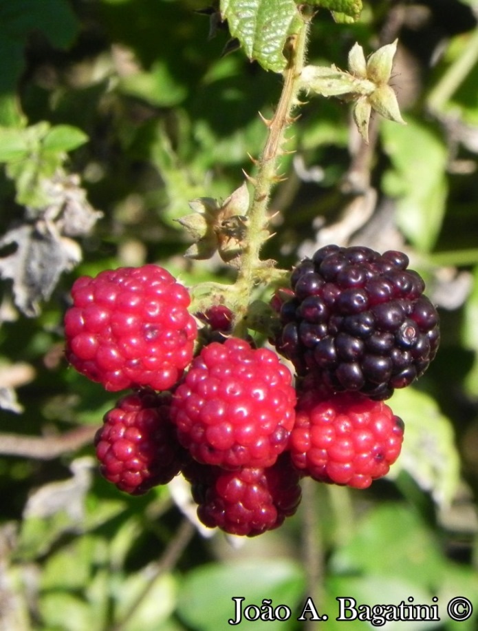 Rubus brasiliensis