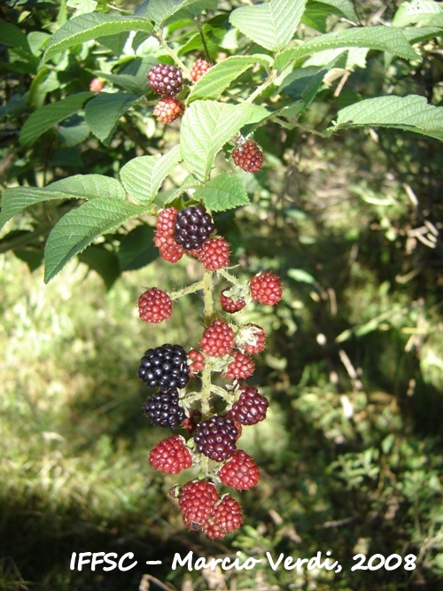 Rubus brasiliensis