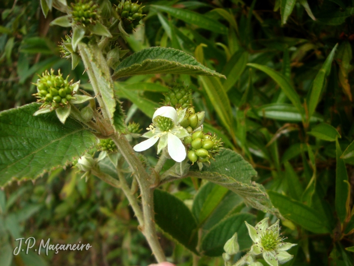 Rubus brasiliensis