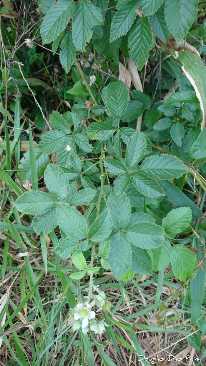 Rubus brasiliensis