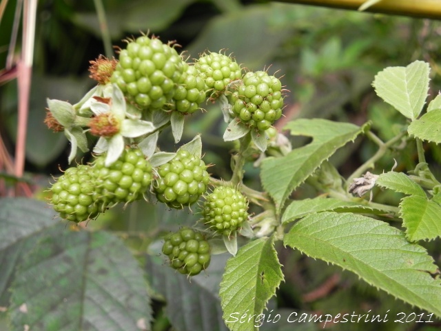 Rubus brasiliensis