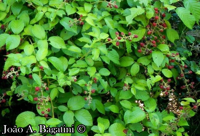 Rubus brasiliensis