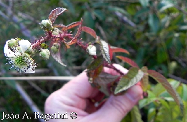 Rubus brasiliensis