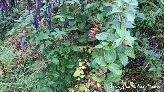 Rubus sellowii