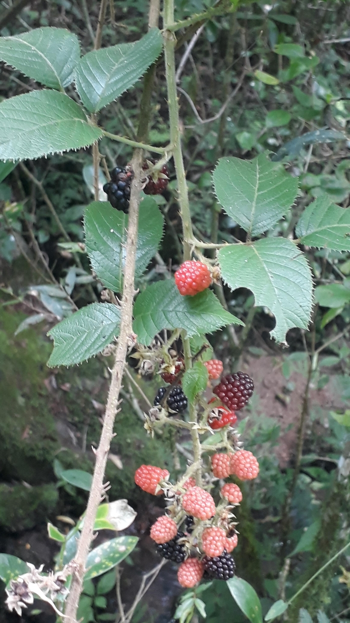 Rubus brasiliensis