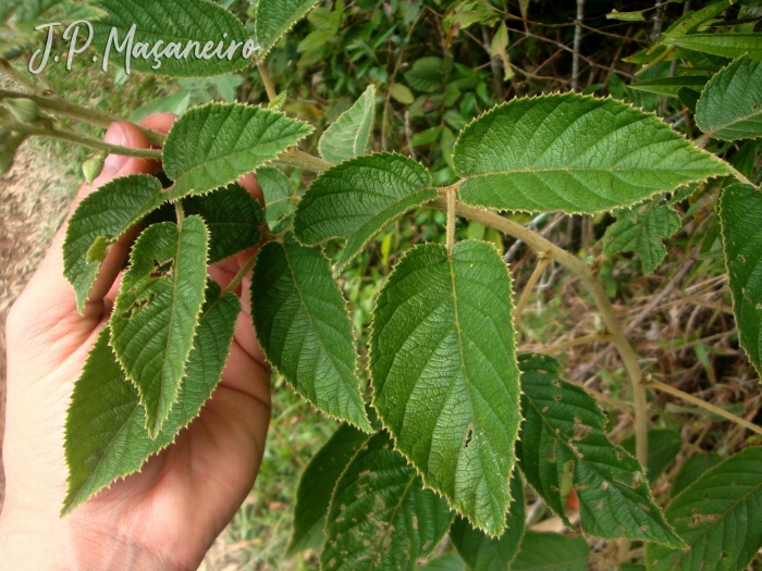 Rubus brasiliensis