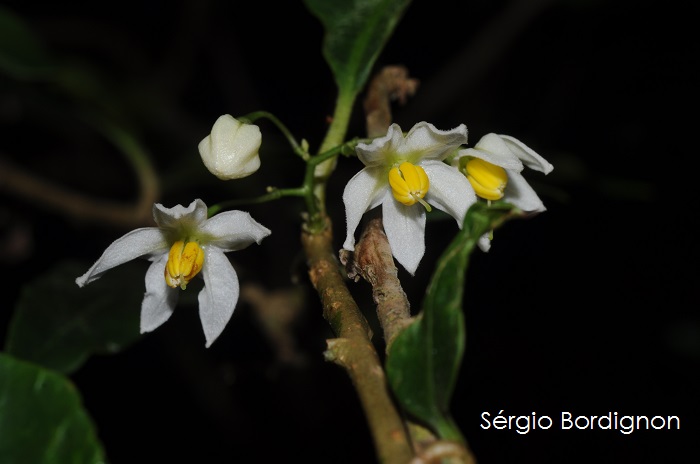 Solanum inodorum