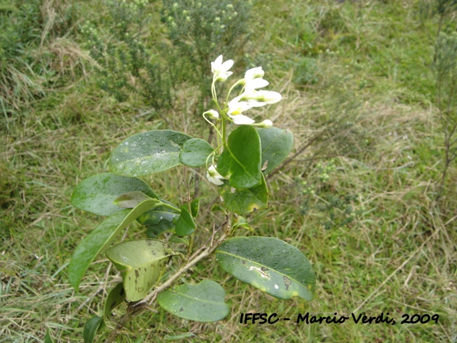 Solanum inodorum