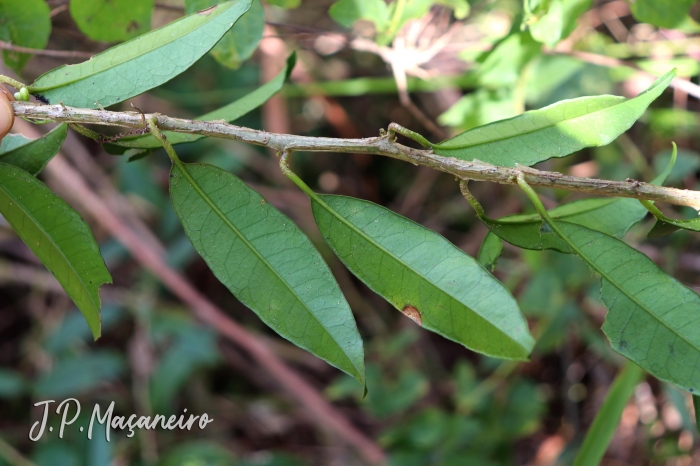 Solanum inodorum