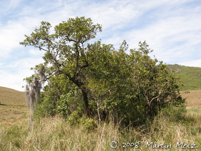 Citronella gongonha