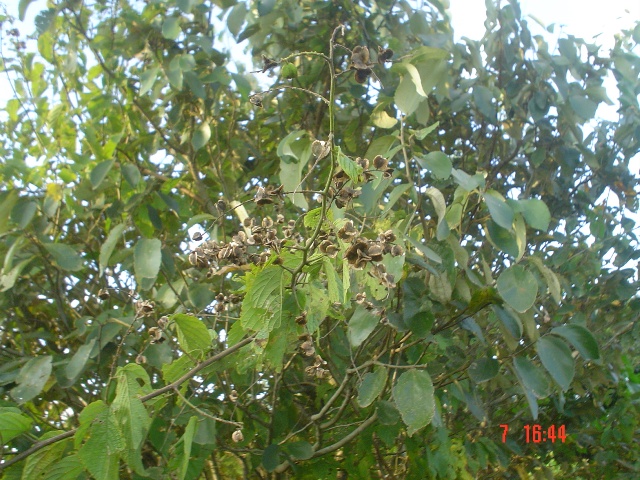 Gouania ulmifolia