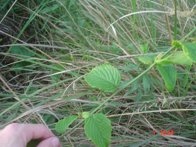 Gouania ulmifolia