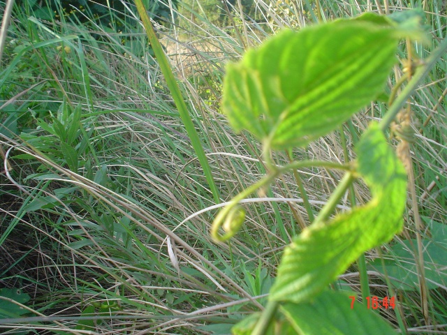 Gouania ulmifolia